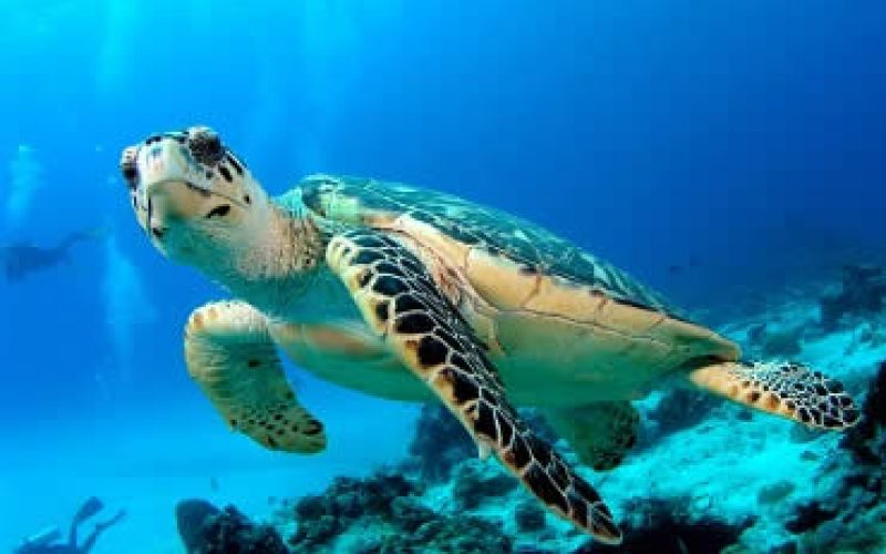 bali-turtle-island-tour