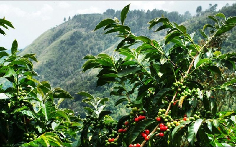 coffee-plantations